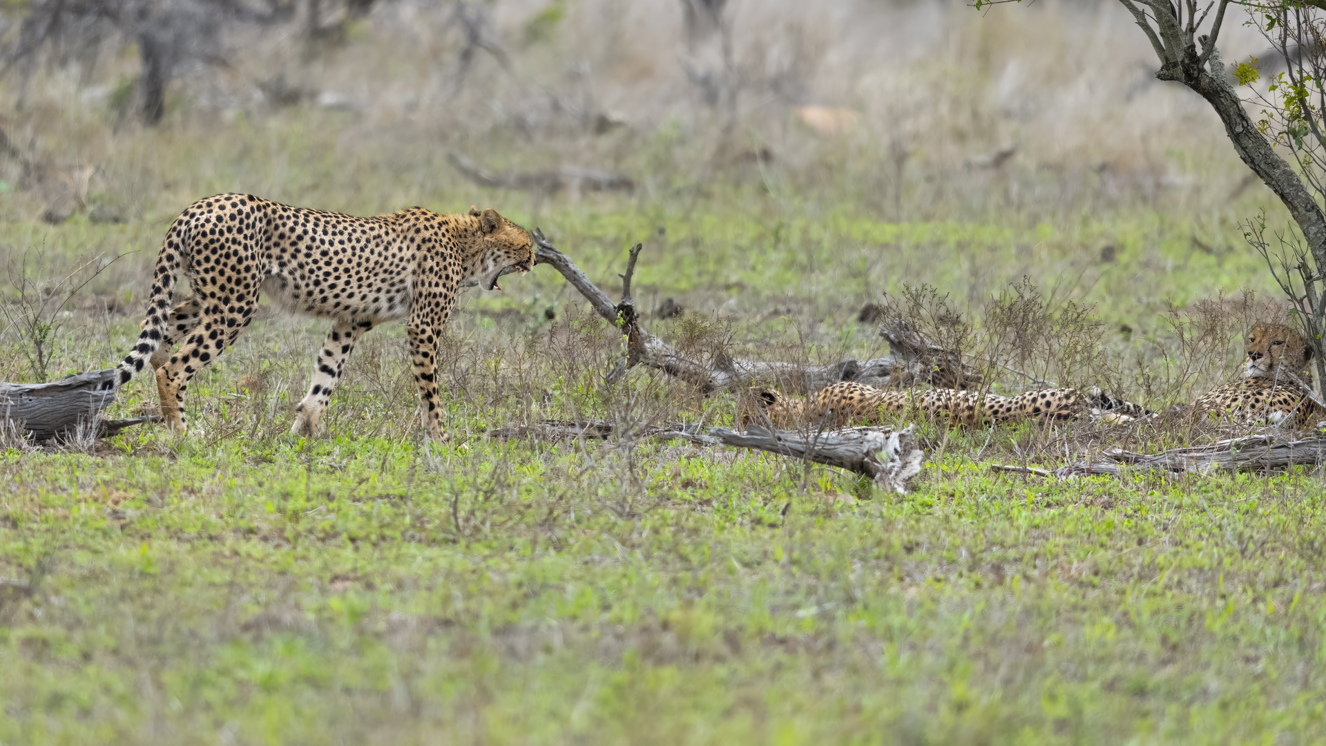 Kruger25 2025 10 31 13 11 56 ILCE 1M2 1337